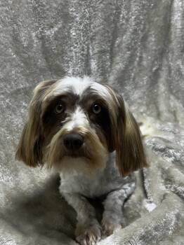 AMBER -  Havanese Dog for Adoption in Elyria, Ohio - AMBER | PetCurious