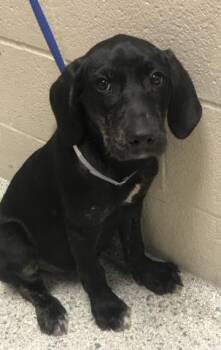 Labrador Retriever Dogs Available for Adoption in Conroe, Texas - A427370 | PetCurious