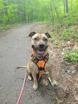 Rescue Black Mouth Cur Dogs for Adoption in New York, New York - Lady Bug | PetCurious