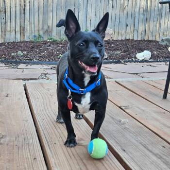 Chihuahua Dogs Available for Adoption in Fort Collins, Colorado - Shakira | PetCurious