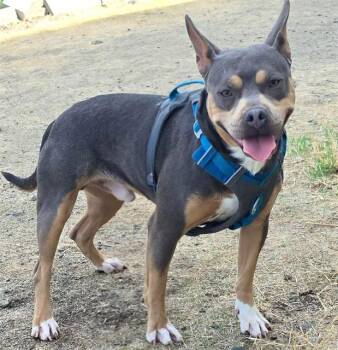 Thumper -  Pit Bull Terrier Dog for Adoption in Phoenix, Oregon - Thumper | PetCurious
