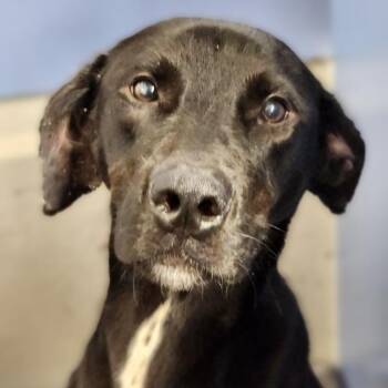 Matchbox -  Labrador Retriever Dog for Adoption - Matchbox | PetCurious