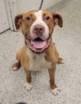 Atlas -  Pit Bull Terrier and Mixed Breed Dog for Adoption in Kansas City, Missouri - Atlas | PetCurious