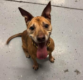 Giselle -  Labrador Retriever and Shepherd Dog for Adoption in Brooklyn Center, Minnesota - Giselle | PetCurious