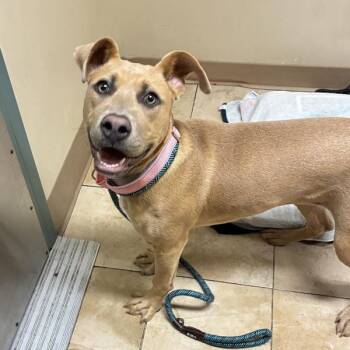 Fuchsia (mcas) -  Mixed Breed Dog for Adoption in Troutdale, Oregon - Fuchsia (mcas) | PetCurious