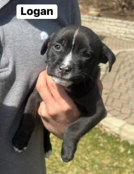 Labrador Retriever Dogs Available for Adoption - Logan | PetCurious