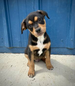 English Shepherd and Labrador Retriever Dogs Available for Adoption in Kalamazoo, Michigan - Marco | PetCurious