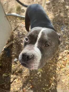 Cupid -  Pit Bull Terrier Dog for Adoption in Lewiston, Idaho - Cupid | PetCurious