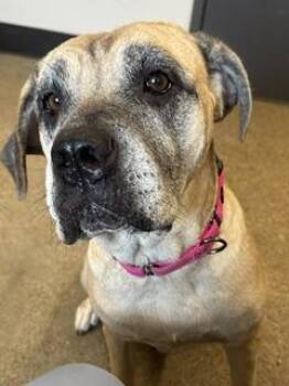 Neomi -  Mastiff Dog for Adoption in Cleveland, Ohio - Neomi | PetCurious