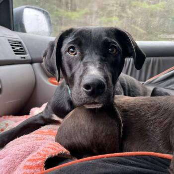 Rescue Black Labrador Retriever Dogs for Adoption in Portland, Maine - Tony (Reduced Fee Until 12/15) | PetCurious