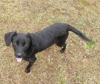 Mixed Breed Dogs Available for Adoption - Lucia | PetCurious