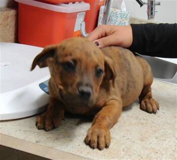 GOOSE -  Pit Bull Terrier and Mixed Breed Dog for Adoption in Albuquerque, New Mexico - GOOSE | PetCurious