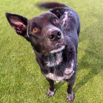 Miles -  Black Labrador Retriever and Mixed Breed Dog for Adoption in Kerrville, Texas - Miles | PetCurious