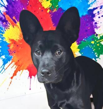 Franco -  French Bulldog and Basenji Dog Available for Adoption in Ventura, California - Franco | PetCurious