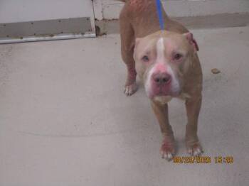 (834) -  Pit Bull Terrier Dog for Adoption in Marietta, Georgia - (834) | PetCurious