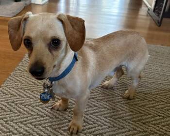 Rex -  Dachshund Dog for Adoption in Memphis, Tennessee - Rex | PetCurious