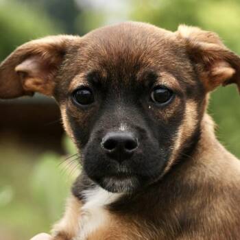 Zara-Available www.lhar.dog to apply -  Shepherd and Brussels Griffon Dog for Adoption in Frederick, Maryland - Zara-Available Www.lhar.dog To Apply | PetCurious