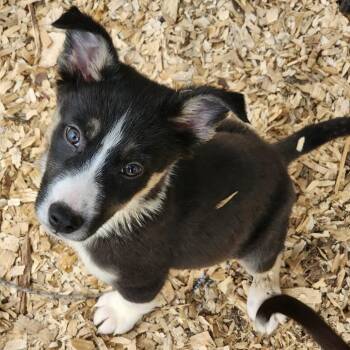 Mixed Breed and Husky Dogs Available for Adoption in Hopkinton, Massachusetts - Remington | PetCurious