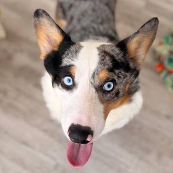 Corgi and Mixed Breed Dogs Available for Adoption in Green Bay, Wisconsin - Picasso | PetCurious