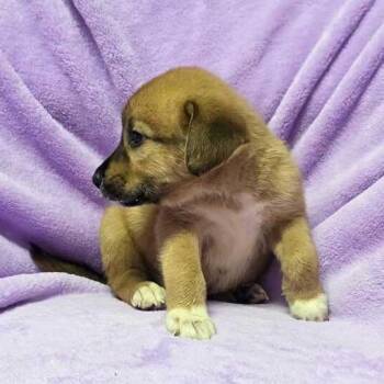 Babaloo -  Labrador Retriever and Husky Dog for Adoption in Carencro, Louisiana - Babaloo | PetCurious