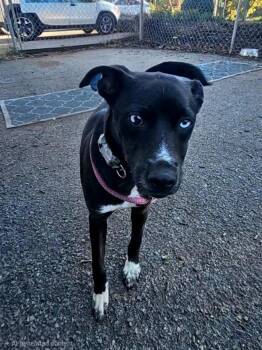 Blue -  Feist and Husky Dog for Adoption in Ringwood, New Jersey - Blue | PetCurious