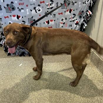 Nyx* -  Pit Bull Terrier and Labrador Retriever Dog for Adoption in San Gabriel, California - Nyx* | PetCurious