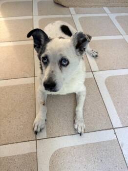 Corky -  Australian Shepherd and Terrier Dog for Adoption in Riverside, California - Corky | PetCurious
