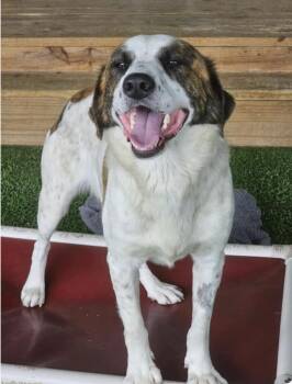Rescue Saint Bernard Dogs for Adoption in Denver, Colorado - Derby | PetCurious