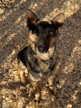Rescue German Shepherd Dog Dogs for Adoption in Chattanooga, Tennessee - Rocky | PetCurious