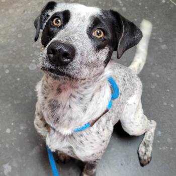Rescue Australian Cattle Dog Blue Heeler Dogs for Adoption in Idaho Falls, Idaho - Lexi | PetCurious