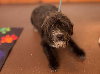 Schnauzer and Poodle Dogs Available for Adoption in Port Jervis, New York - Megee | PetCurious