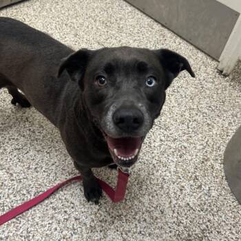 Mixed Breed Dogs Available for Adoption in Auburn, Alabama - Layla | PetCurious