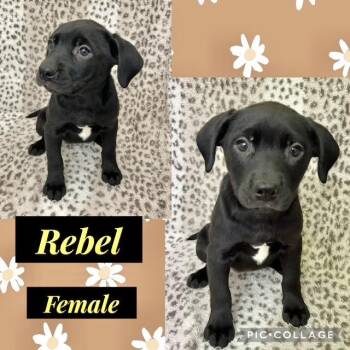 Labrador Retriever Dogs Available for Adoption in Manchester, Connecticut - Rebel | PetCurious