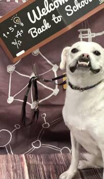 Jojo Jellybean the Sweetest Girl with the Best Smile -  Staffordshire Bull Terrier and Pug Dog for Adoption in Friendswood, Texas - Jojo Jellybean The Sweetest Girl With The Best Smile | PetCurious