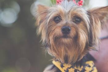 Venus -  Yorkshire Terrier Dog for Adoption in Auburn, Georgia - Venus | PetCurious