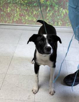 Clyde -  Border Collie and Terrier Dog for Adoption in San Antonio, Texas - Clyde | PetCurious