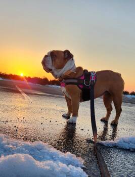 English Bulldog Dogs Available for Adoption in Belmar, New Jersey - Cookie | PetCurious