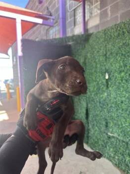 Retriever and Pit Bull Terrier Dogs Available for Adoption in El Paso, Texas - 60868330 | PetCurious