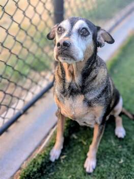 HARLEY -  Rottweiler and Mixed Breed Dog for Adoption in Dallas, Texas - HARLEY | PetCurious