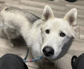 Rescue Siberian Husky Dogs for Adoption in Redlands, California - SNOW FLAKE | PetCurious