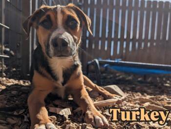 Rescue Australian Shepherd and Australian Cattle Dog Blue Heeler Dogs for Adoption in Crested Butte, Colorado - Turkey | PetCurious