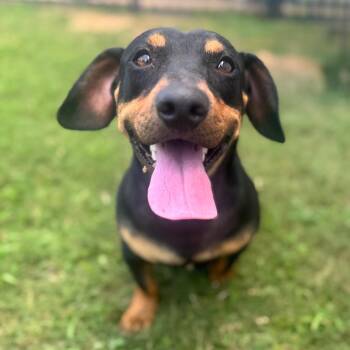 Bart -  Dachshund and Mixed Breed Dog for Adoption in Brownsboro, Alabama - Bart | PetCurious