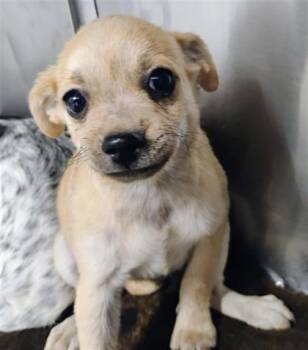 61290140 -  Terrier and Mixed Breed Dog for Adoption in El Paso, Texas - 61290140 | PetCurious