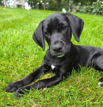 Maddie -  Golden Retriever and Labrador Retriever Dog for Adoption in Lisbon, Iowa - Maddie | PetCurious