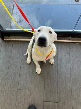 Mixed Breed Dogs Available for Adoption in Dallas, Texas - HENDY | PetCurious