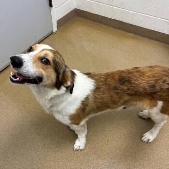 Scramble -  Corgi and Mixed Breed Dog for Adoption in Corpus Christi, Texas - Scramble | PetCurious