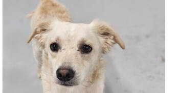 Rescue Spaniel Dogs for Adoption in Los Angeles, California - Kirby/Vibe #1846 | PetCurious