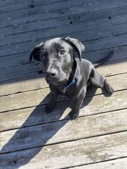 Labrador Retriever Dogs Available for Adoption - Nitro | PetCurious