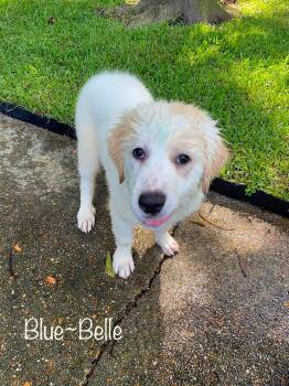 Blue-Bell -  Great Pyrenees Dog for Adoption in Elkton, Maryland - Blue-Bell | PetCurious
