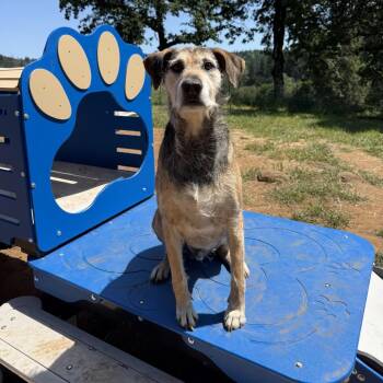 Gus -  Terrier and Airedale Terrier Dog for Adoption in Portland, Oregon - Gus | PetCurious